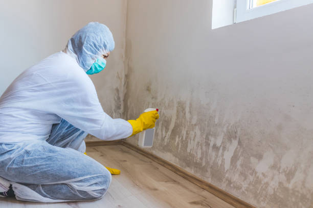 Licensed Black Mold Removal service in Cairnbrook, PA - WQB Mold Removal