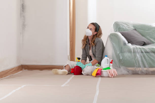 Reliable Black Mold Removal contractor in Cairnbrook, PA by WQB Mold Removal