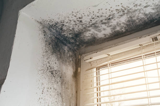 Affordable Black Mold Removal solutions in Cairnbrook, PA